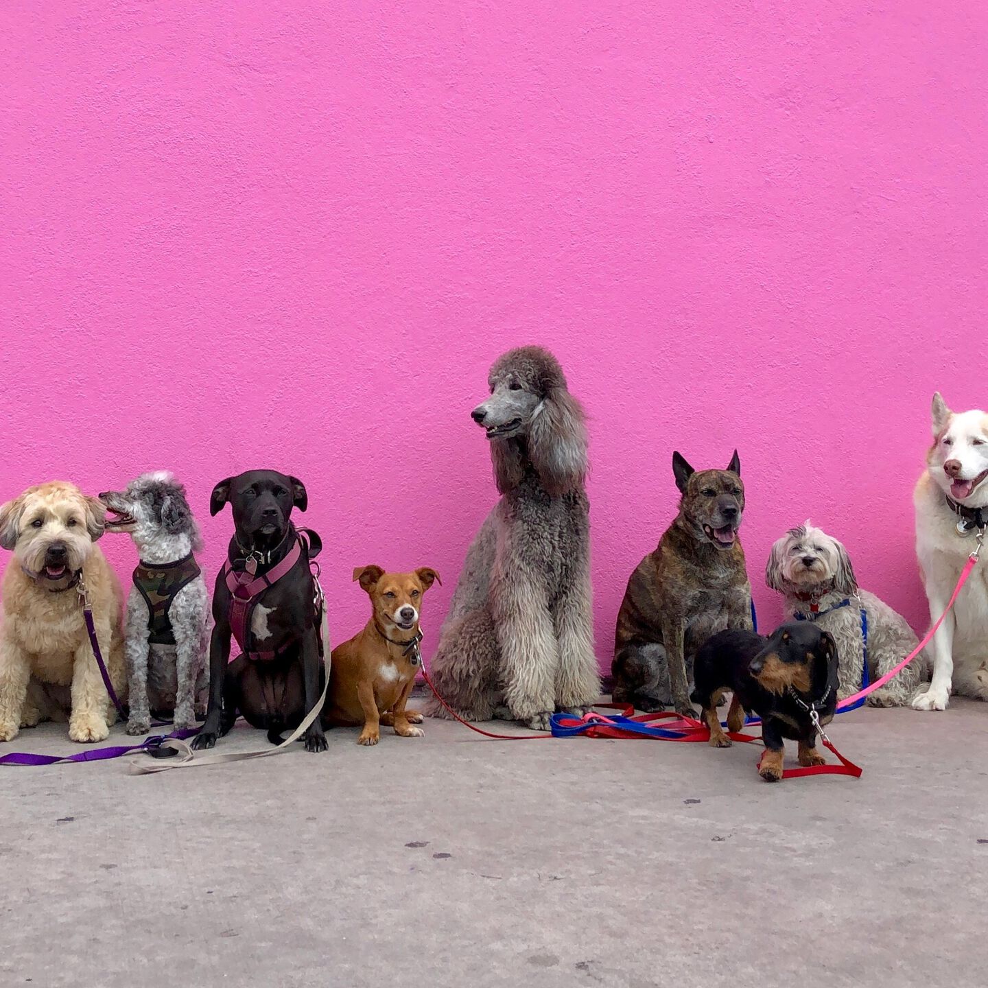 <b>WHAT YOUR DOG'S POOP SAYS ABOUT THEIR HEALTH</b><br><br>From colour to consistency, your dog’s poop has a story to tell. Here’s what you should know in time for your next walk…</br>