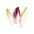 Chicory