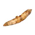 Yucca
