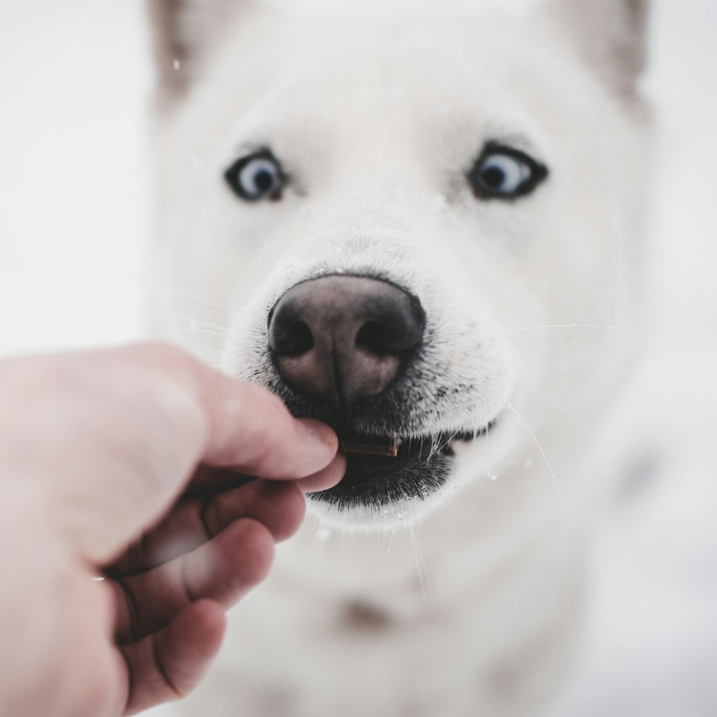 <b>IS TRIPE GOOD FOR DOGS?</b><br><br>Tripe is becoming a popular ingredient among dog owners – but is it worth adding to your dog’s bowl…</br>