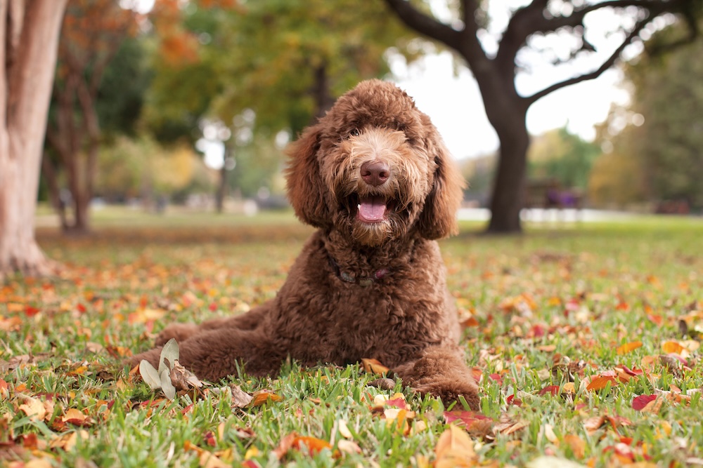 Why does my dog have bad breath?