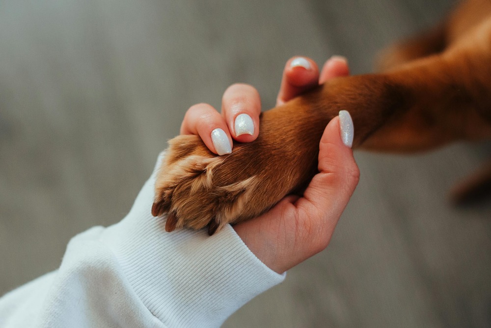 Dog rescue