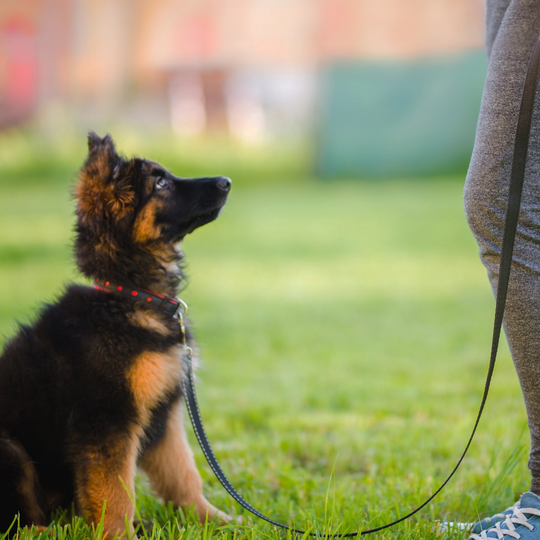 puppy training