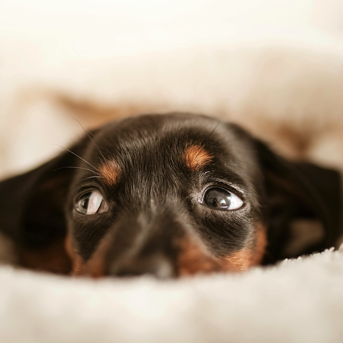 <b>WHAT TO DO WHEN YOUR PUPPY HAS DIARRHEA</b><br><br>Got a poorly puppy? Here’s how to help them feel better at home, and the signs it’s time to see the vet…</br>