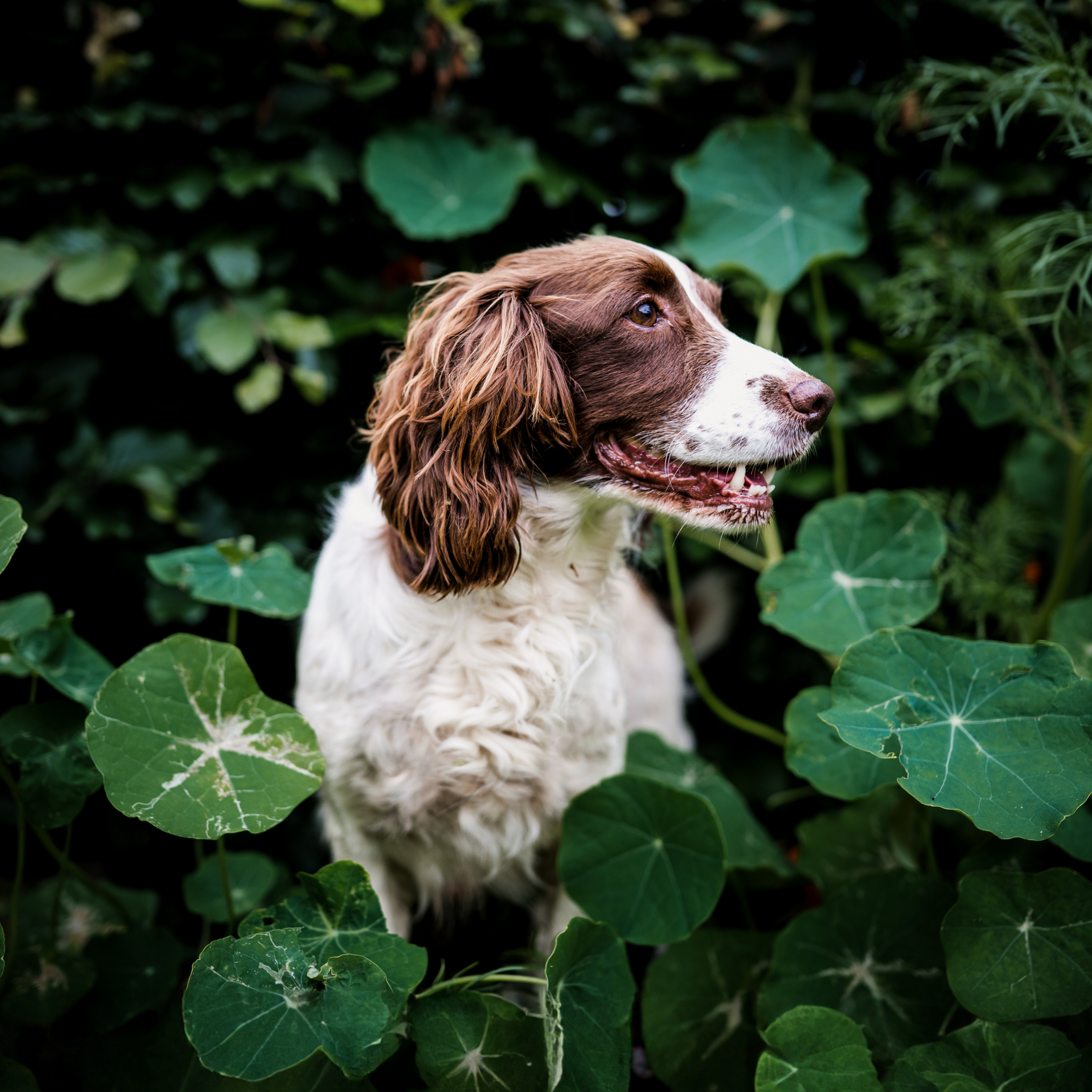 poisonous things for dogs