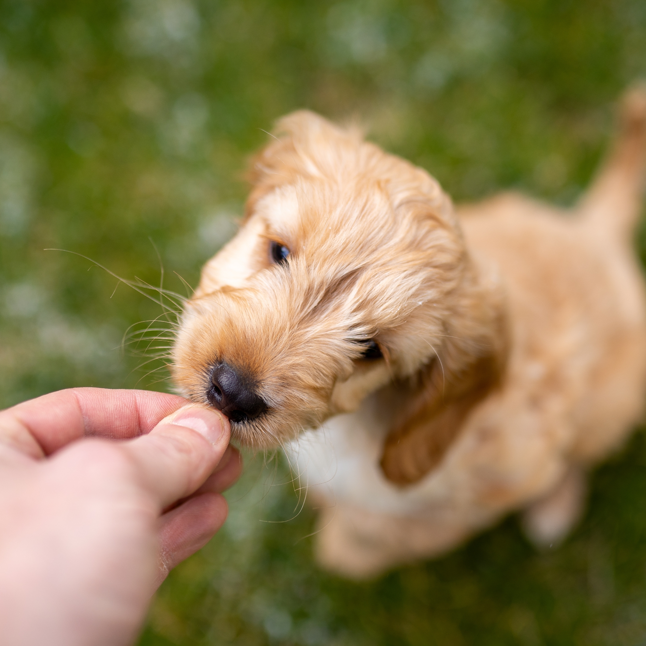 Training your dog