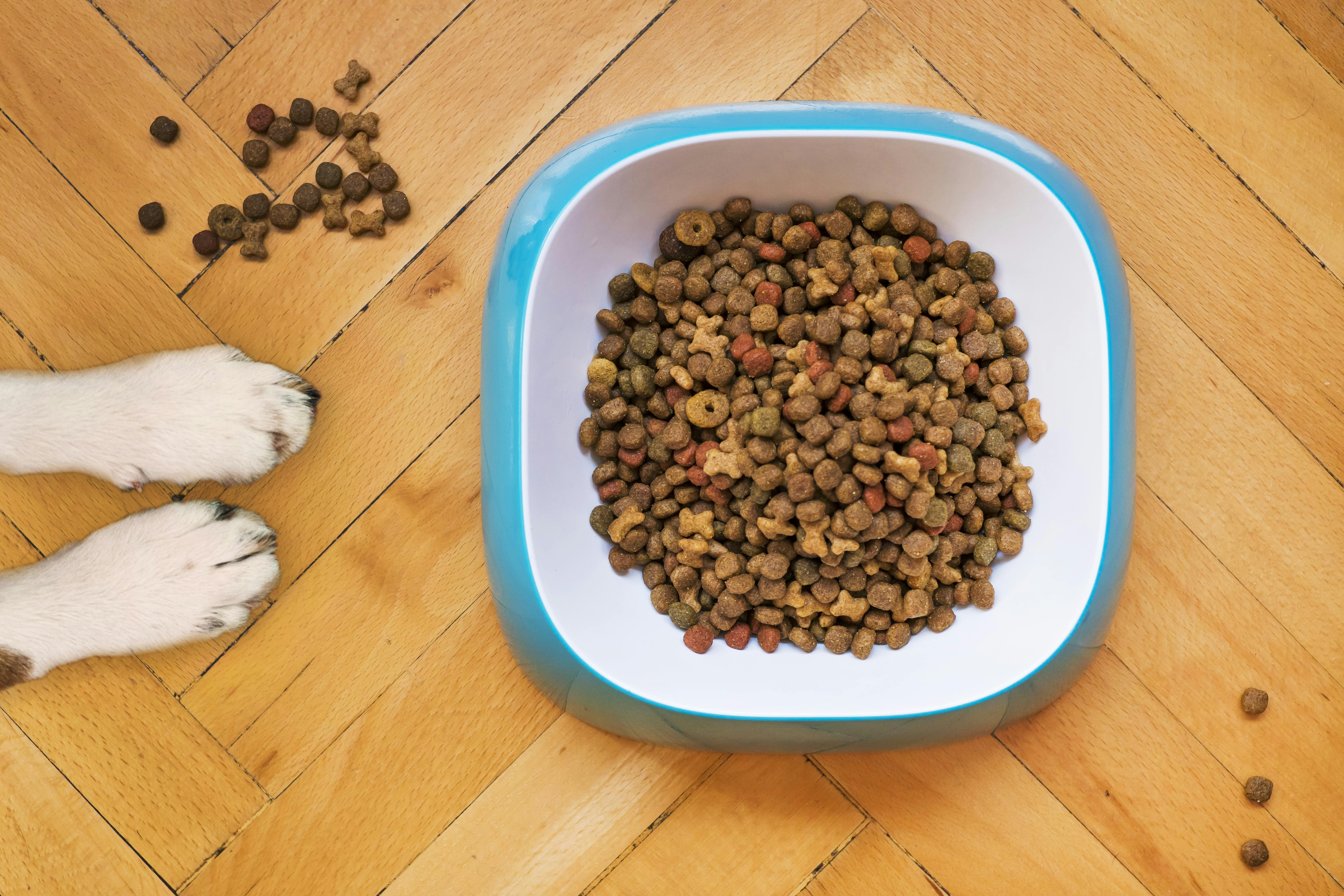 Dog obesity?