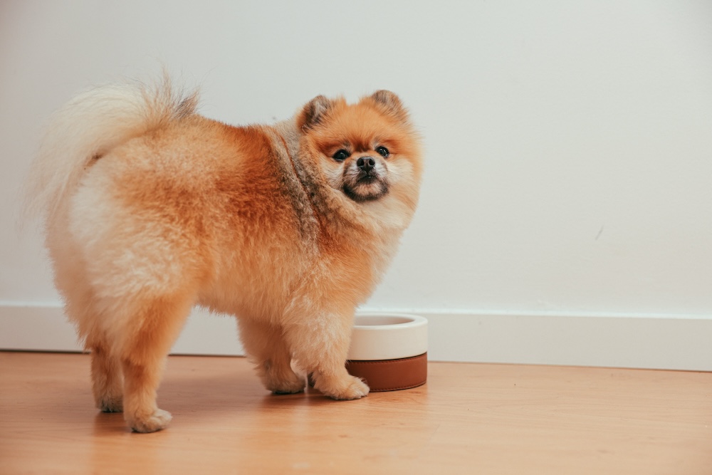 What to feed a dog with diarrhea