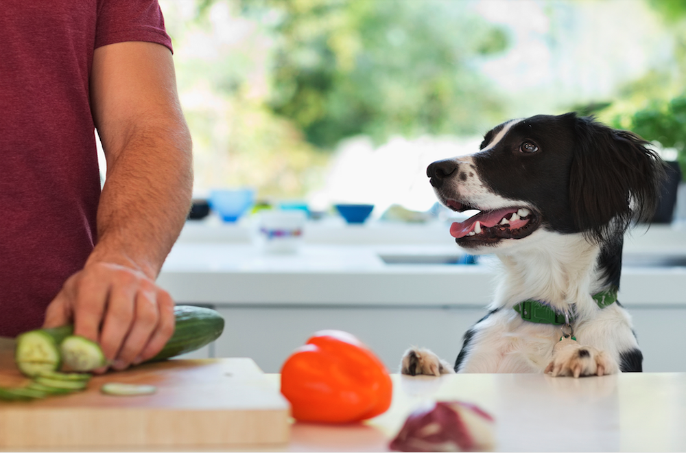 10 foods that are poisonous to dogs