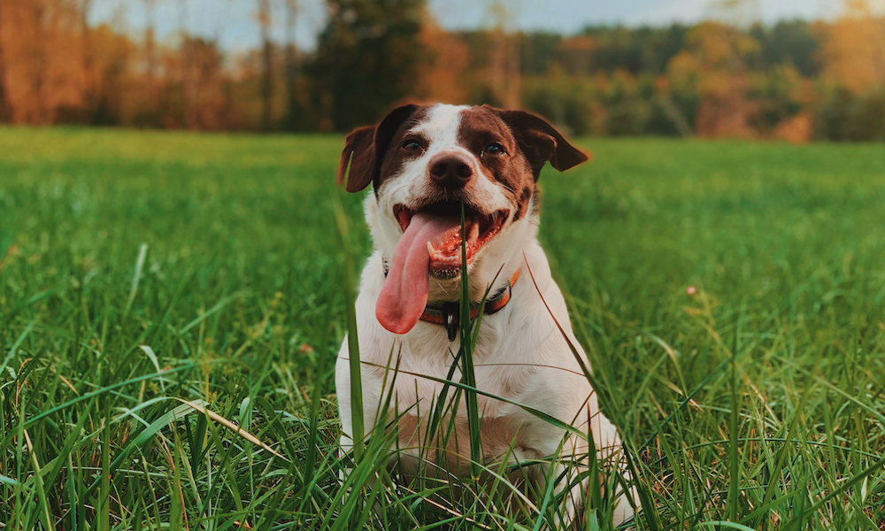 Why is my dog eating grass all the time?