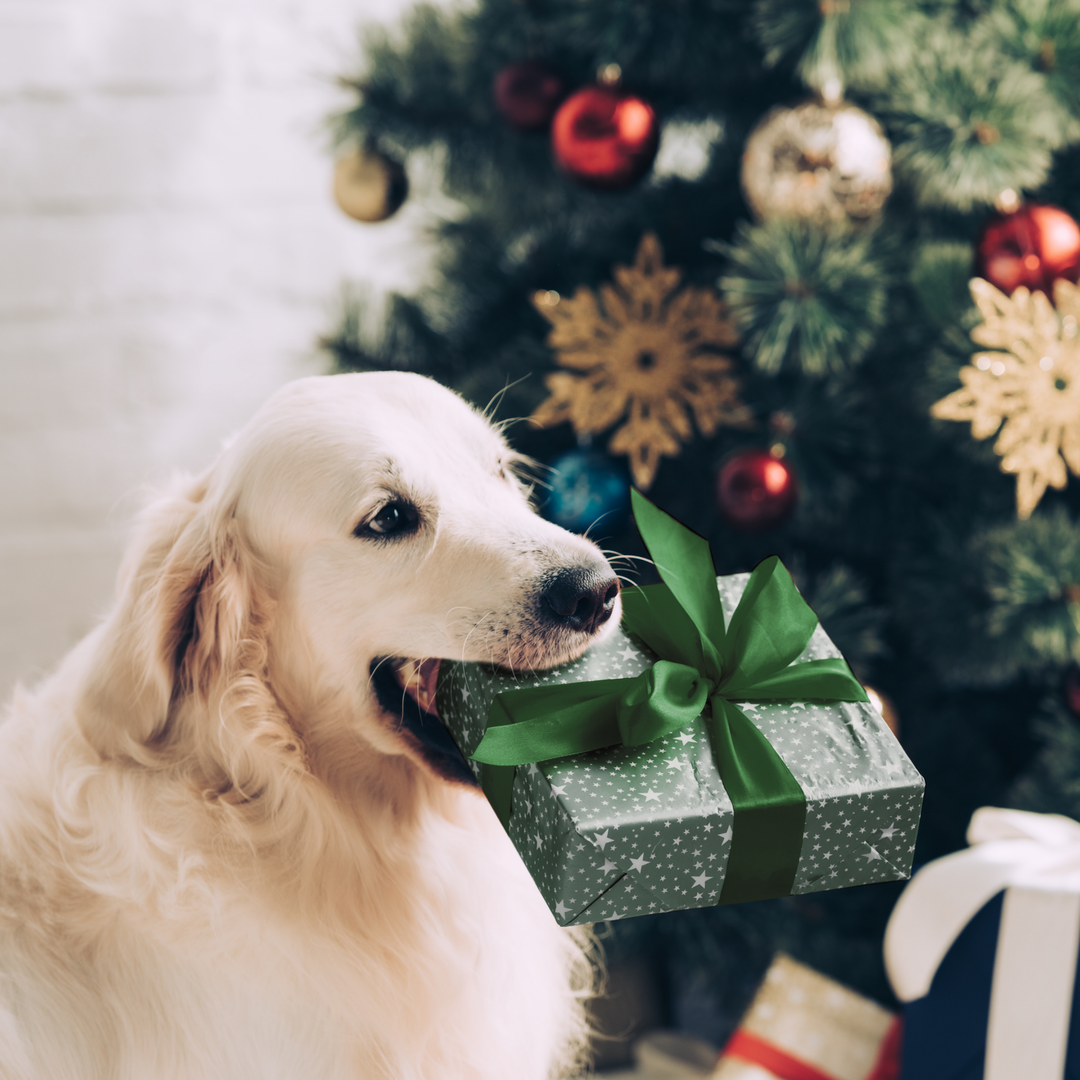 christmas with dogs