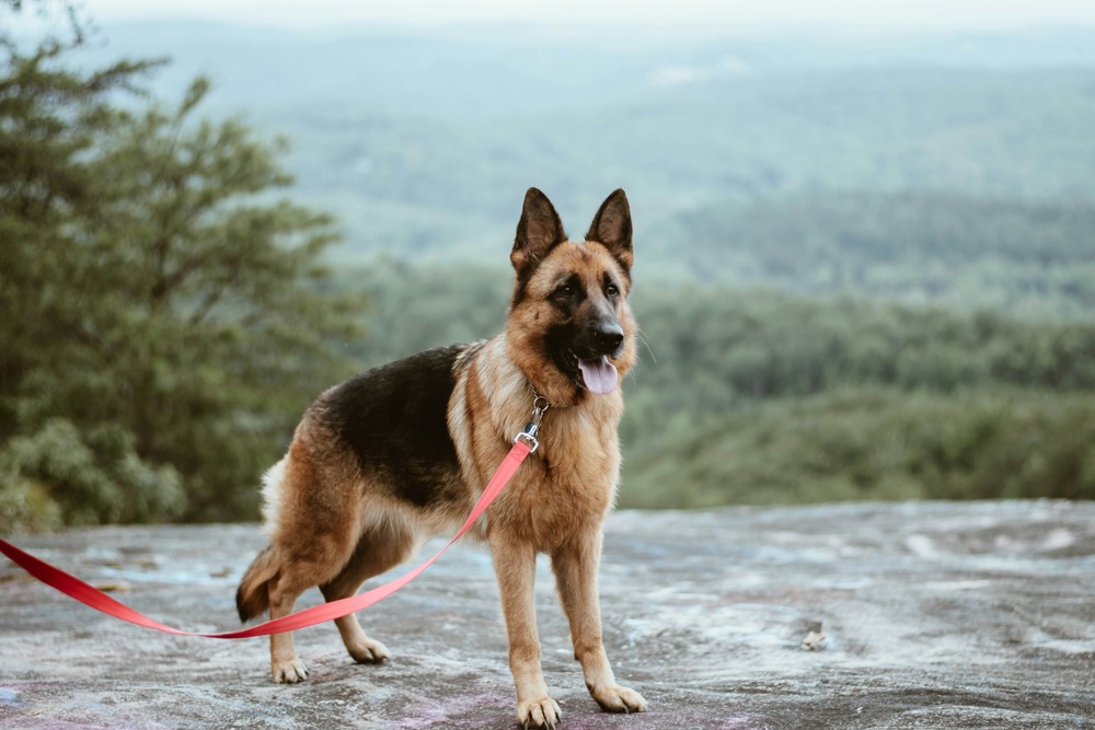 What’s the best food for German Shepherds?