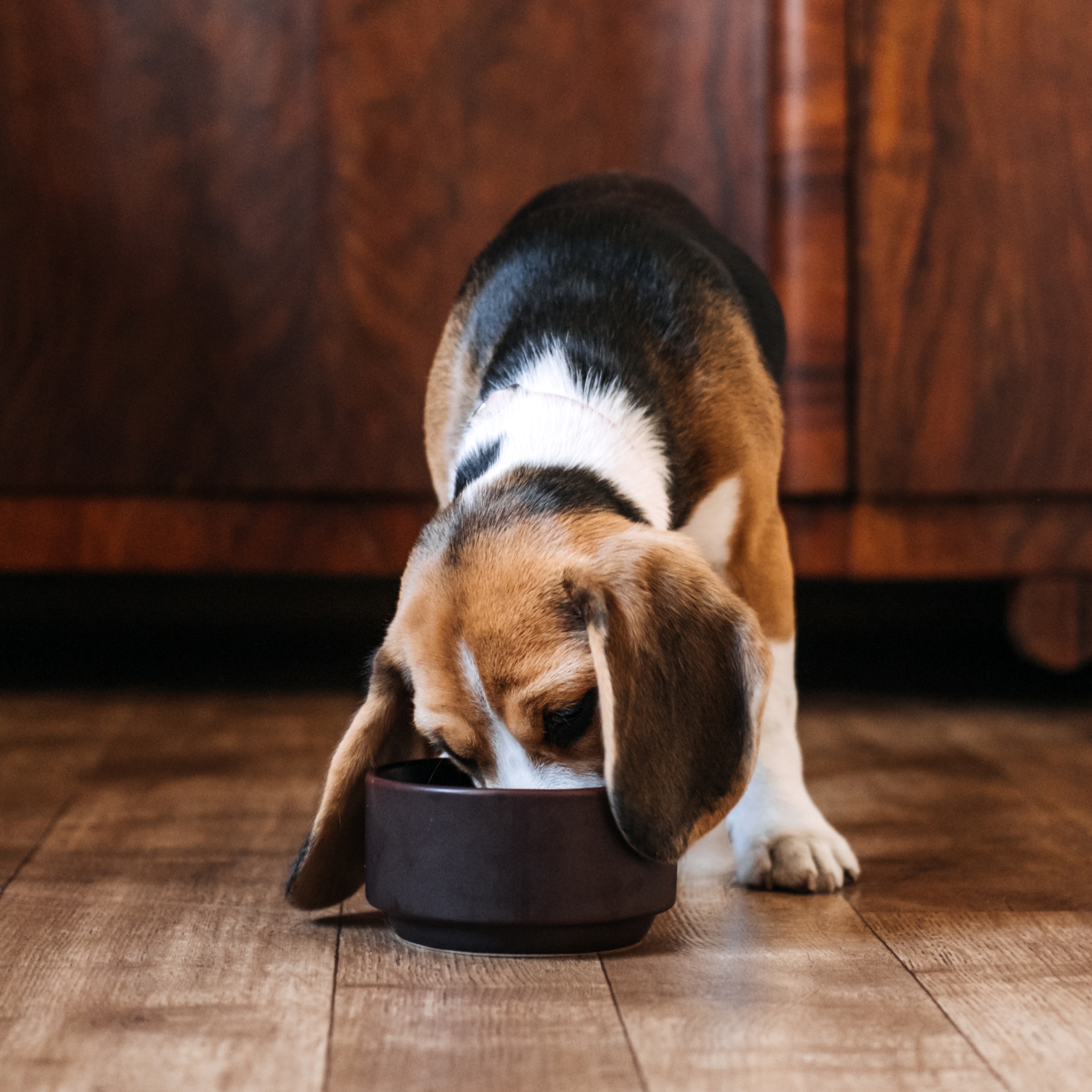 digestive system tips for your dog