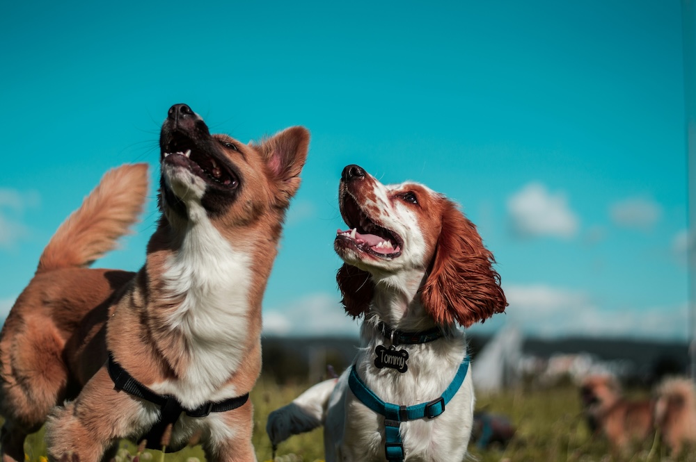 When to switch a puppy to adult dog food