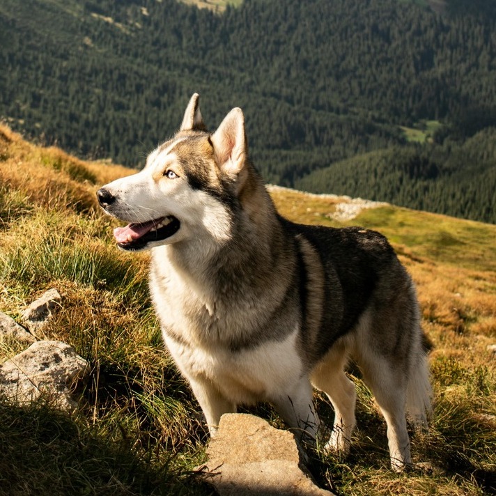 <b>WHAT ARE DOG SUPPLEMENTS AND ARE THEY WORTH IT?</b><br><br>Does your dog need a multivitamin? Let’s break down the potential benefits of adding supplements to your dog’s diet…</br>