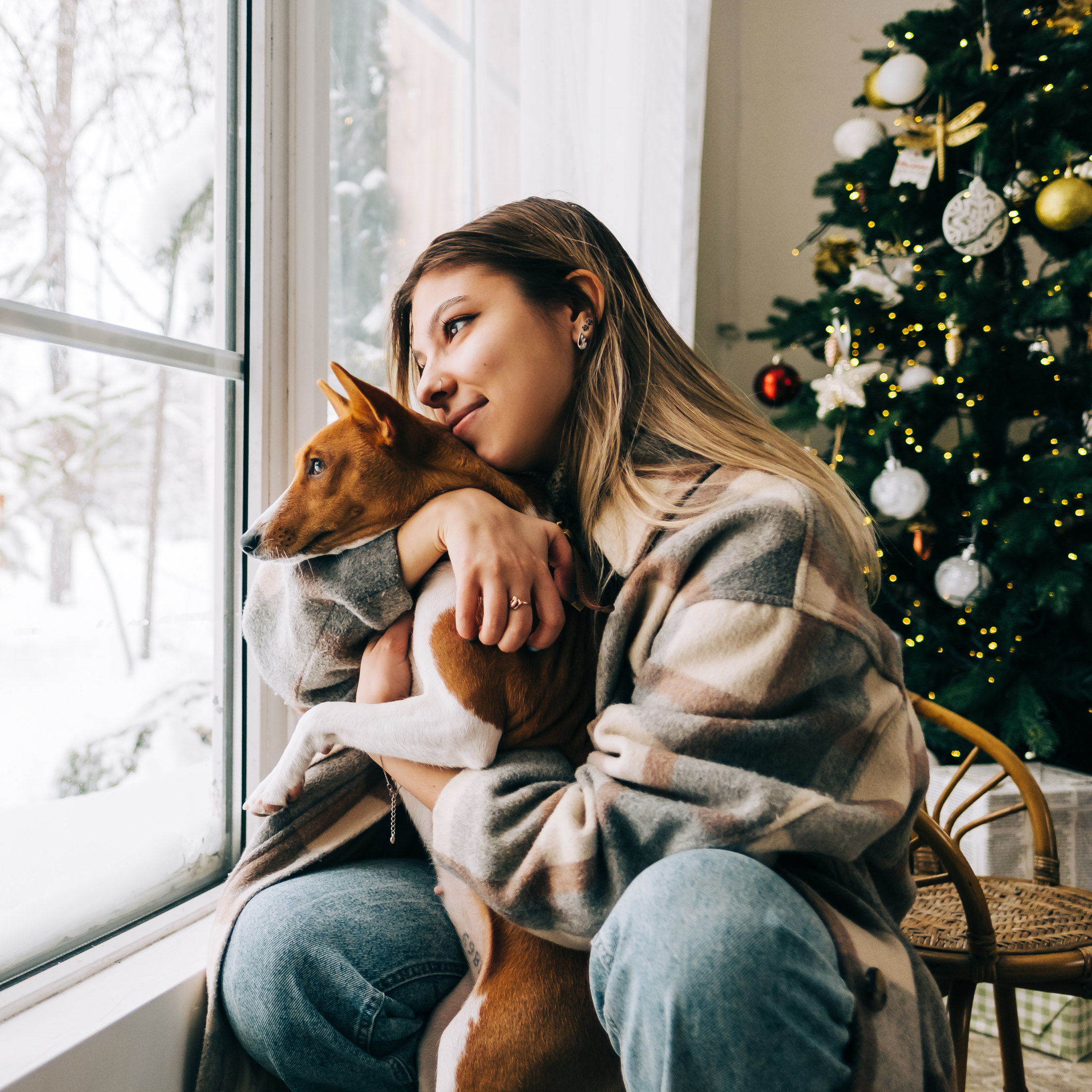 christmas with dogs