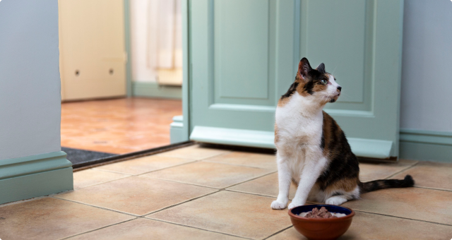 <b>TRANSITIONING YOUR CAT</b><br><br>Thinking about changing cat food? Learn how to transition your cat to our healthy cat food range especially for cats...<br>