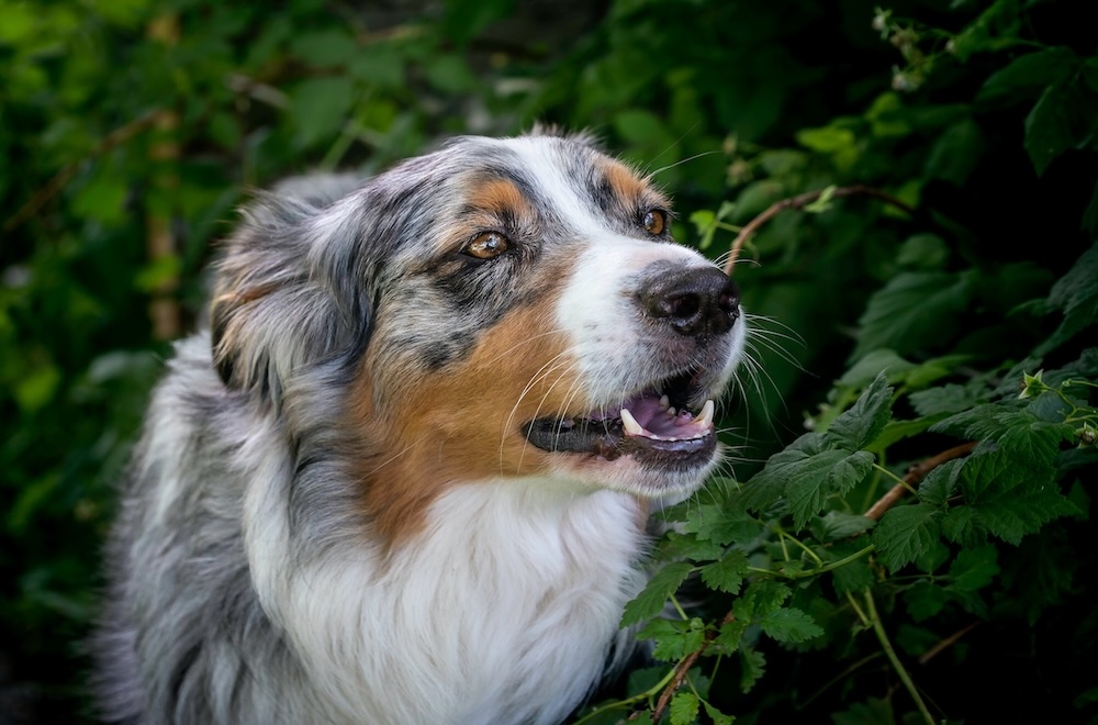 Which plants are poisonous to dogs?