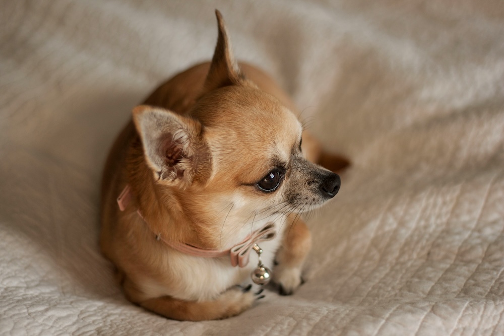 What’s the best food for small dog breeds?