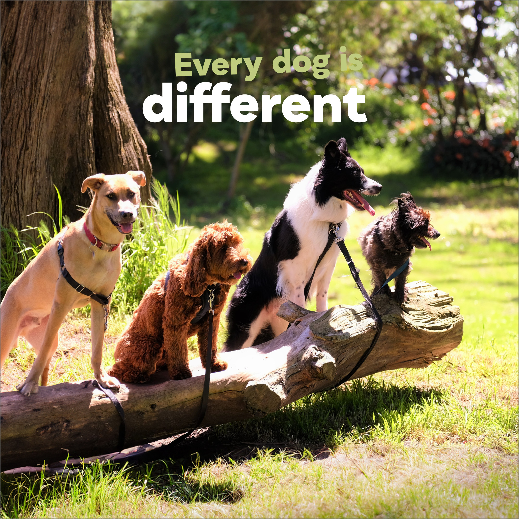 Ideal dog weight