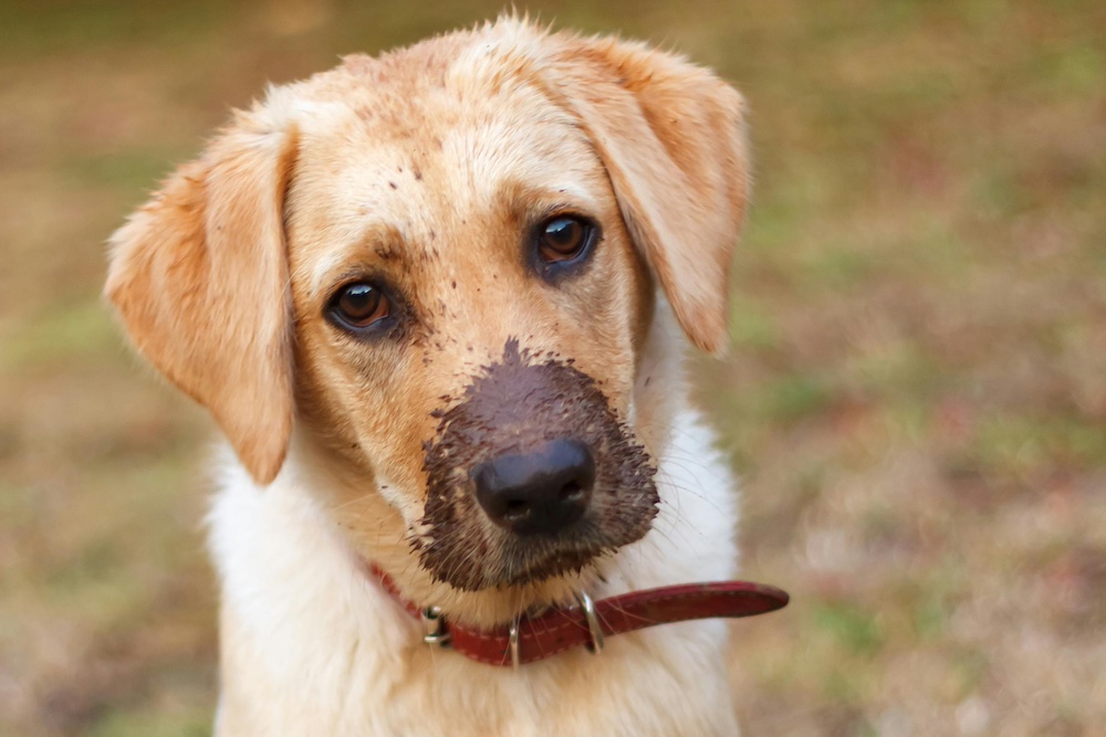 Why is my dog eating dirt?