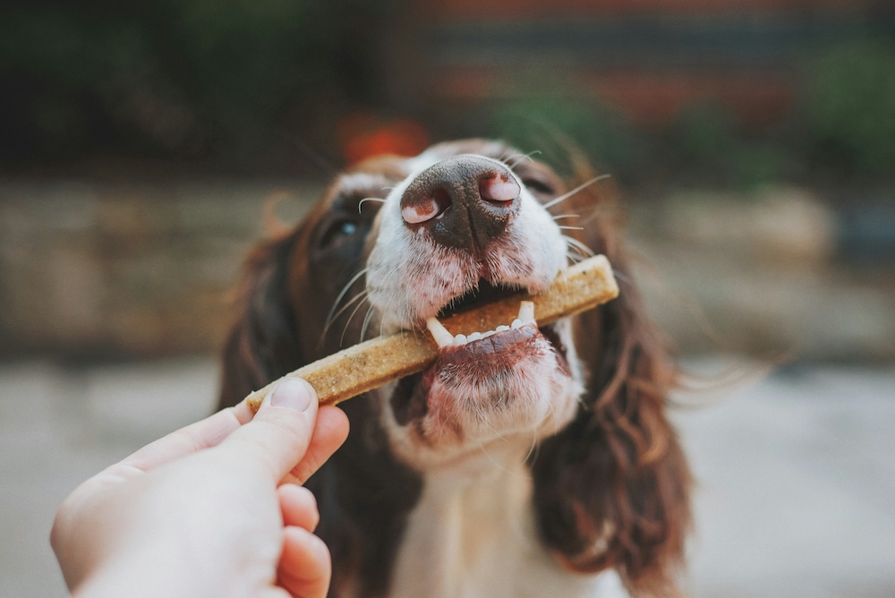 Why is fibre so important for dogs?
