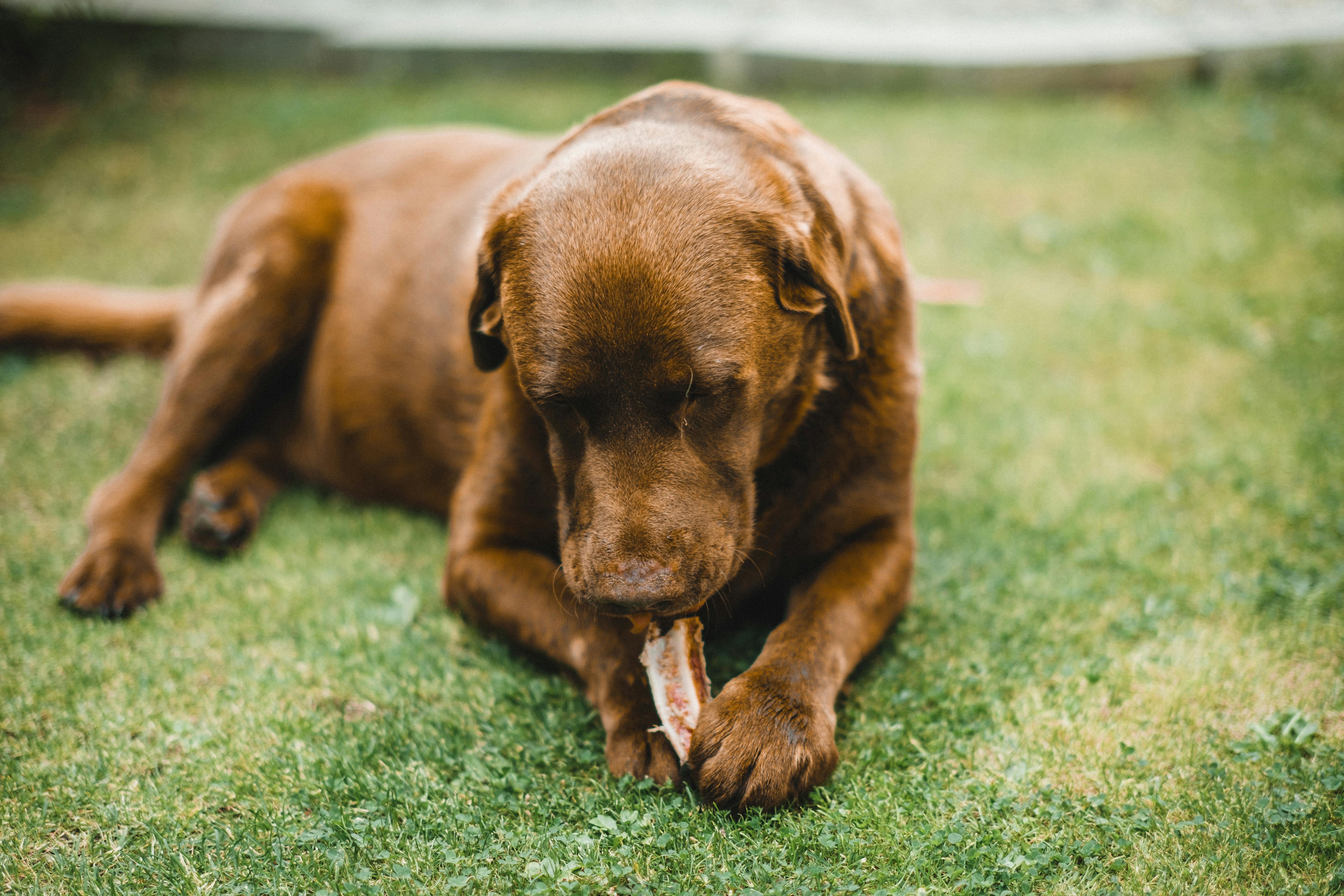 Can dogs eat raw bones?