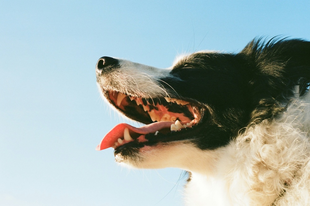 Can dogs eat raw chicken?