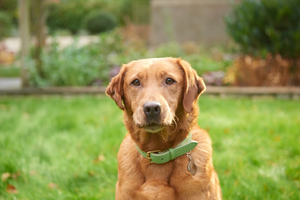 Is Raw Dog Food Good For Dogs 11 Myths Busted Natures Menu