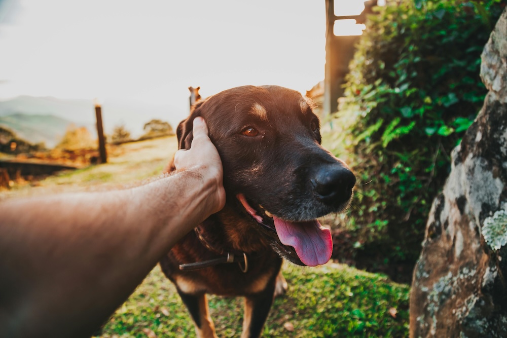 Do dogs eat less in summer?