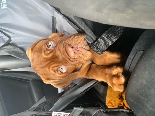 Dog rescue