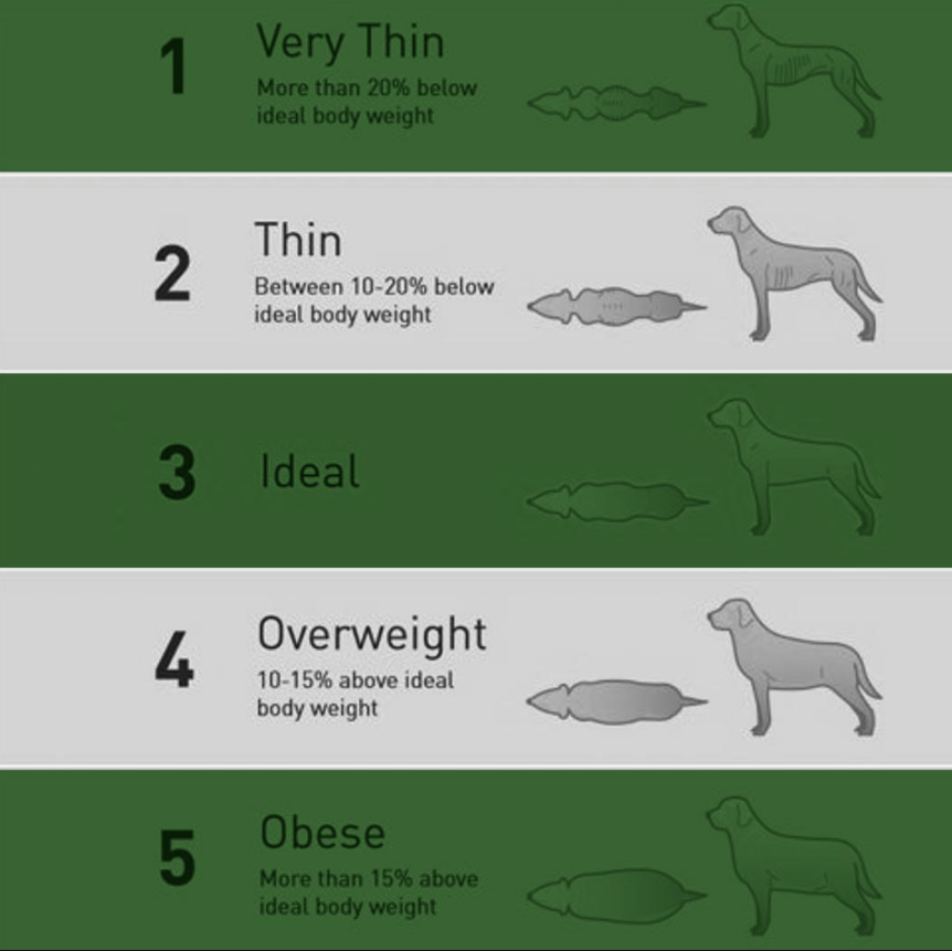 How heavy should my dog be? Ideal dog weight guide | Natures Menu