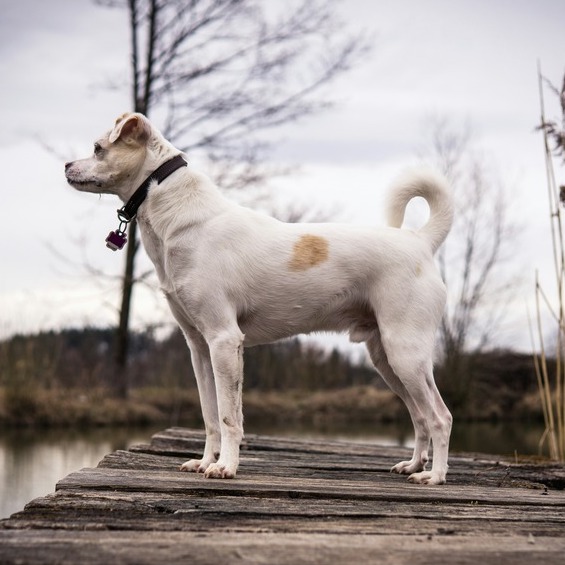 <b>WHAT YOU NEED TO KNOW ABOUT YOUR DOG’S ANAL GLANDS </b><br><br>Spotting the signs of blocked glands and what to do – our veterinary nurse Melanie shares her advice...</br>