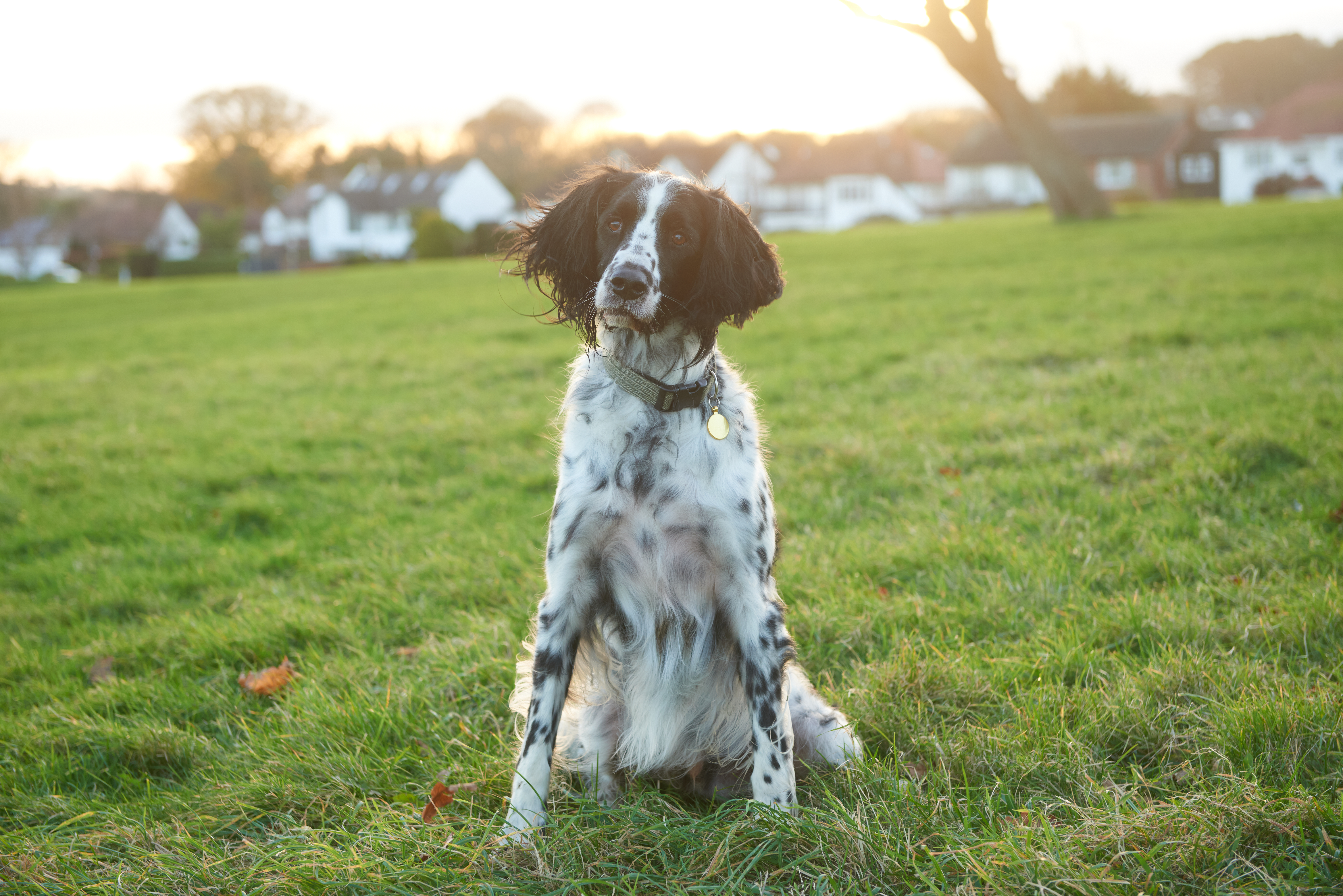 Ideal dog weight guide