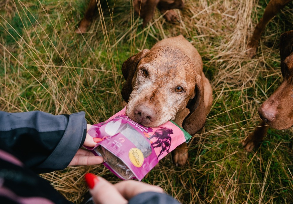 9 ways to keep your older dog healthy for longer