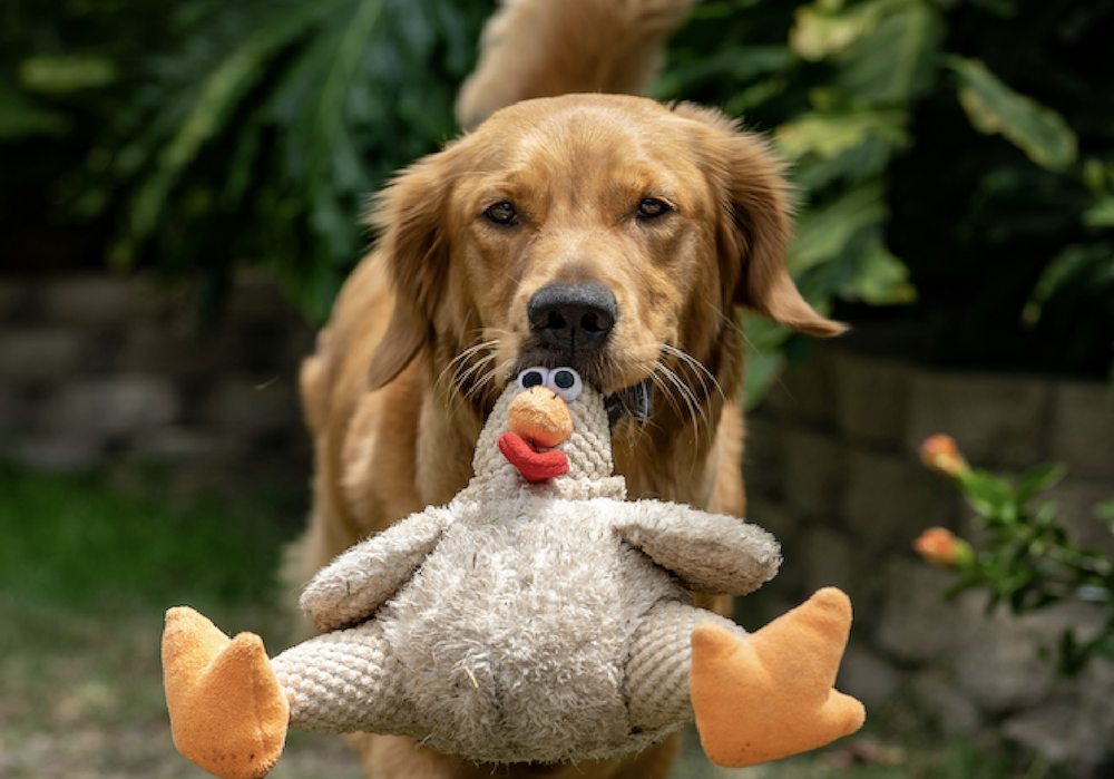 Can dogs eat raw chicken?