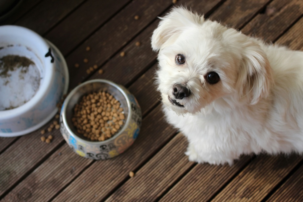 Raw dog food vs kibble – which is best?