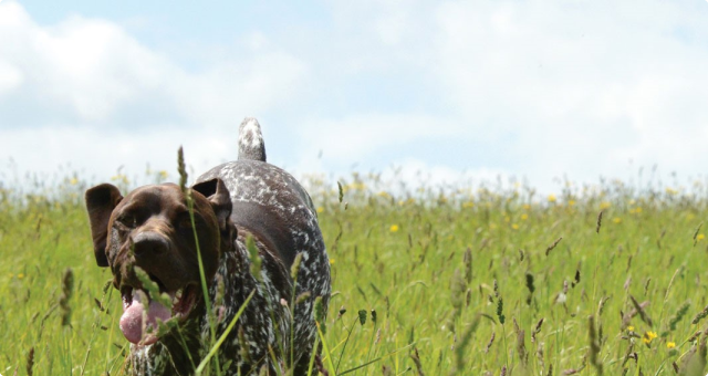<b>FAQ</b><br><br>For the all the answers to your questions, we encourage you to have a read through our FAQ's, covering all things raw feeding...</br>