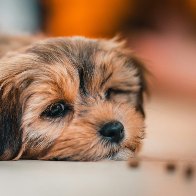 <b>THE COST OF RAW DOG FOOD – AND WHY IS IT MORE EXPENSIVE THAN KIBBLE? </b><br><br>Discover the cost of feeding your dog a raw diet and how it could save you money (and worry) in the long term...</br>