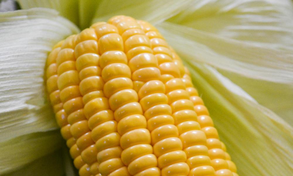Can dogs eat sweetcorn?