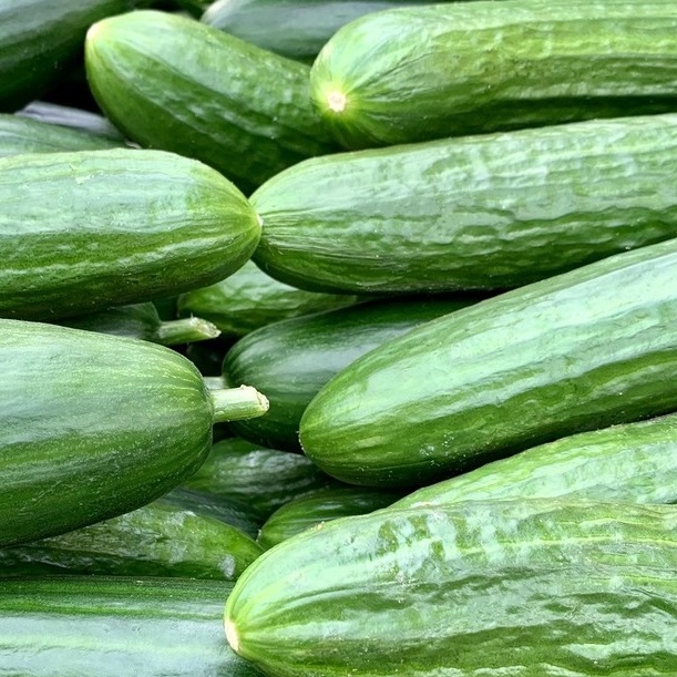 <b>CAN DOGS EAT CUCUMBER?</b><br><br>Everything you need to know about whether or not your dog can have cucumber – and if they can eat the vegetable’s skin and seeds...</br>