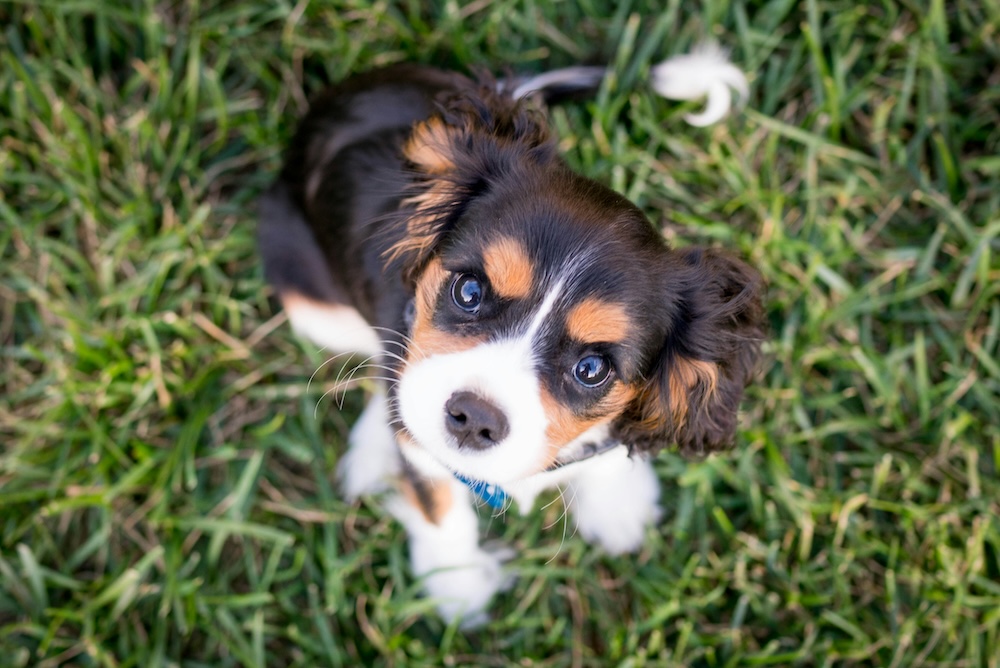 Can I feed my puppy raw food?